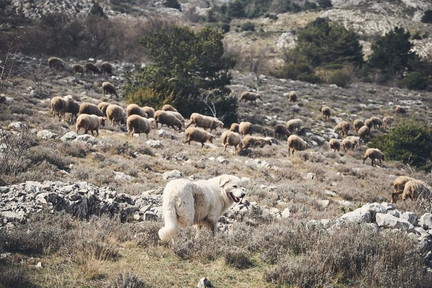 Schöner Schuss eines Hundes und einer Schafherde im Hinterland der französischen Riviera