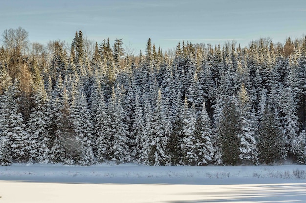 Schöner Schuss eines Kiefernwaldes, der im Schnee während des Winters bedeckt ist