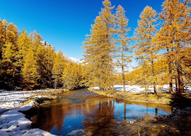 Kostenloses Foto schöner schuss eines kleinen flusses, der durch einen verschneiten wald mit kiefern während des tages fließt