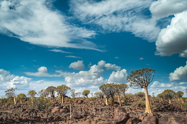 Schöner Schuss eines Köcherbaumwaldes in Namibia, Afrika mit einem bewölkten blauen Himmel