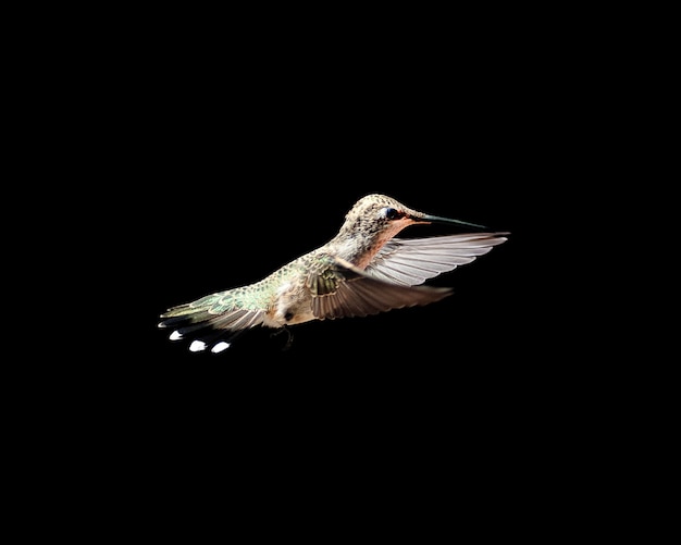 Schöner Schuss eines Kolibris mit einem pechschwarzen Hintergrund