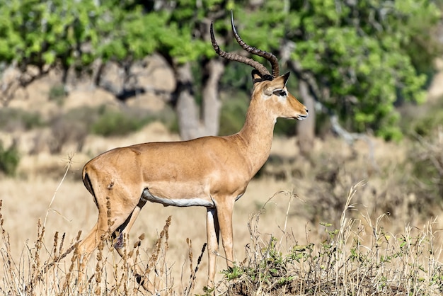 Schöner Schuss eines männlichen Impalas in den Feldern