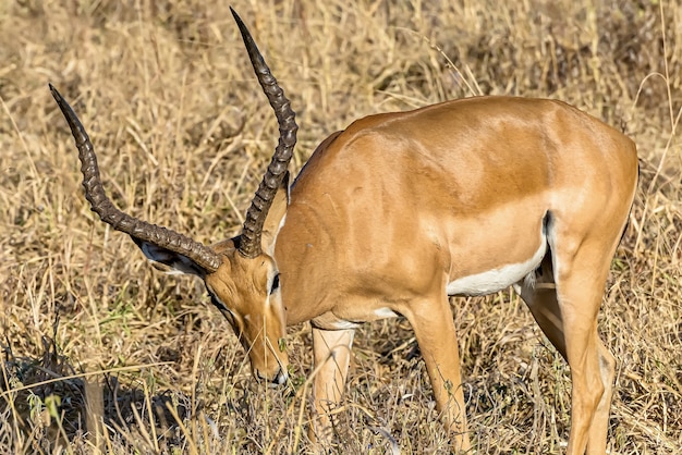 Schöner Schuss eines männlichen Impalas in den Feldern