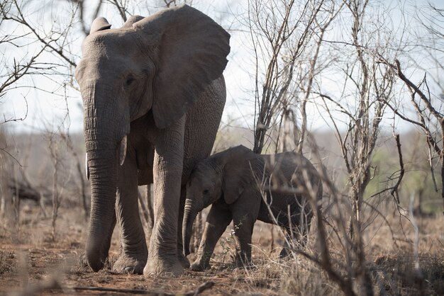 Schöner Schuss eines Mutterelefanten und ihres Babys, die zusammen gehen