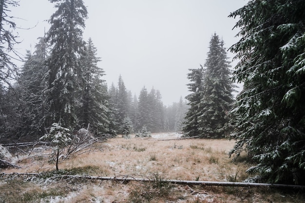 Schöner Schuss eines nebligen Winterwaldes