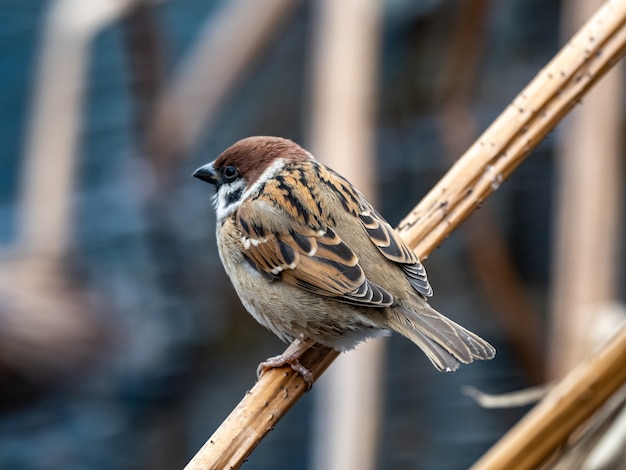 Kostenloses Foto schöner schuss eines niedlichen sperlings, der auf einem zweig im park steht