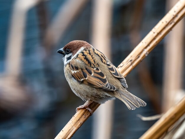 Schöner Schuss eines niedlichen Sperlings, der auf einem Zweig im Park steht