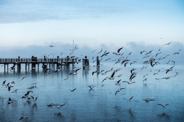 Schöner Schuss eines Piers an der Küste des Meeres mit einer großen Kolonie von Möwen, die vorbei fliegen