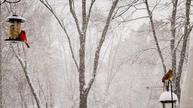 Schöner Schuss eines roten Kardinals und der nördlichen Kardinalvögel an einem Wintertag