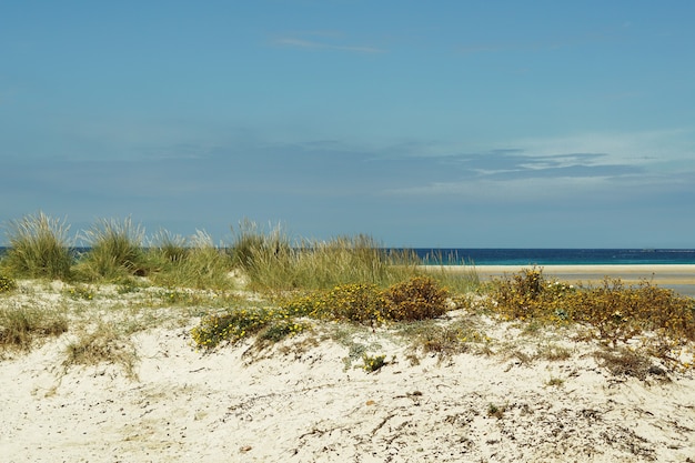 Schöner Schuss eines Sandstrandes voller Büsche in Tarifa, Spanien