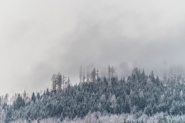 Schöner Schuss eines schneebedeckten Hügels mit Pflanzen und Bäumen während eines nebligen Wetters