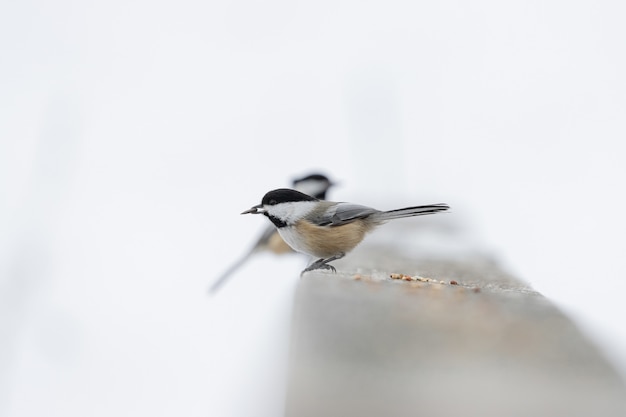 Kostenloses Foto schöner schuss eines schwarzweiss-singvogels, der im winter auf dem stein steht