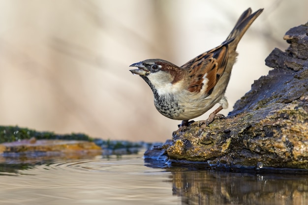 Schöner Schuss eines Sperlingsvogels auf dem Felsen im Wald