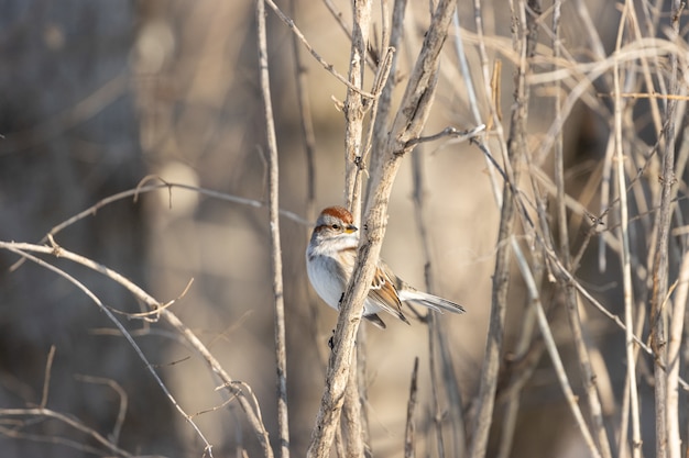 Schöner Schuss eines Sperlingsvogels, der auf dem Zweig mit einer Unschärfe ruht