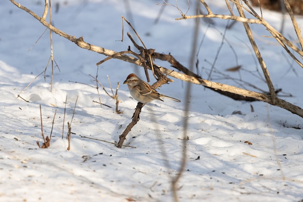 Kostenloses Foto schöner schuss eines sperlingsvogels, der auf einem zweig während des winters ruht