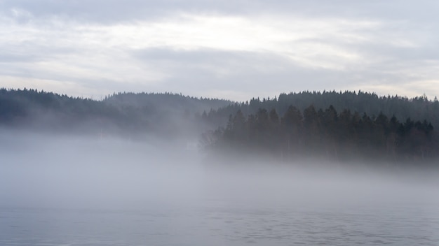 Schöner Schuss eines Tannenwaldes bedeckt mit Nebel