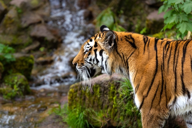 Schöner Schuss eines Tigers, der während des Tages im Wald steht