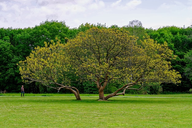 Schöner Schuss eines wachsenden Baumes in der Mitte des Parks mit Bäumen
