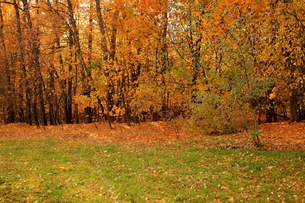 Schöner Schuss eines Waldes mit Bäumen und den gelben Herbstblättern auf dem Boden in Russland