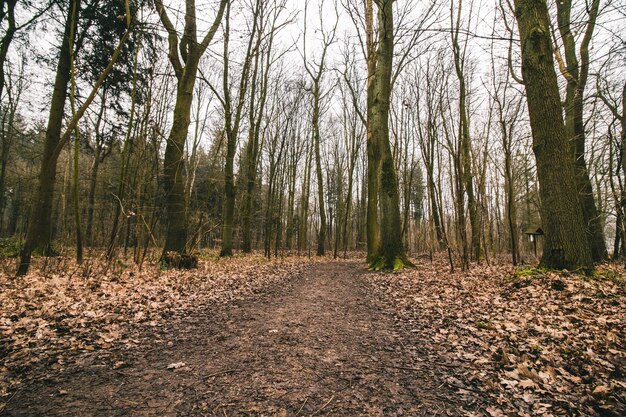 Schöner Schuss eines Waldweges mit einem düsteren Himmel