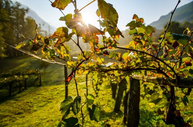 Schöner Schuss eines Weinfeldes unter dem Sonnenlicht in der Schweiz