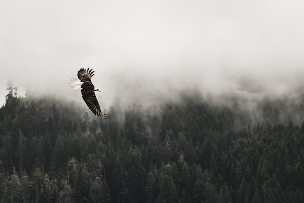 Schöner Schuss eines Weißkopfseeadlers, der über dem Wald mit Nebel fliegt
