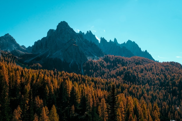 Kostenloses Foto schöner schuss o gelbe und braune bäume auf hügeln mit bergen und blauem himmel