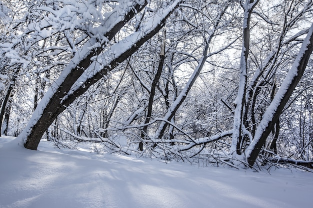 Schöner Schuss von Bäumen in einem Park, der während des Winters in Moskau, Russland vollständig mit Schnee bedeckt ist
