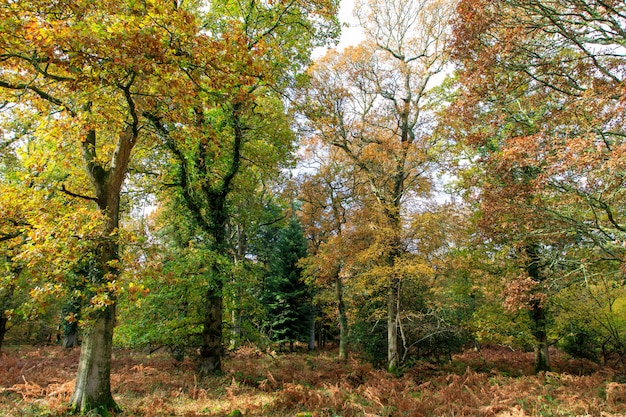 Schöner Schuss von Bäumen mit Herbstlaub im New Forest, nahe Brockenhurst, UK