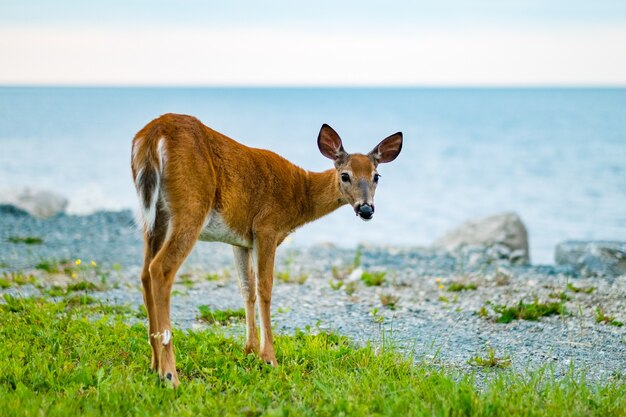 Schöner Schuss von braunem Hirsch auf einem von Meer