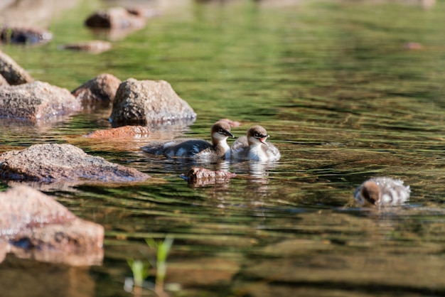 Schöner schuss von drei enten im grünen schmutzigen wasser mit einigen steinen auf der linken seite