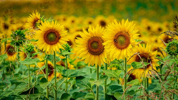 Schöner Schuss von frischen Sonnenblumen, die gerade im Feld wachsen