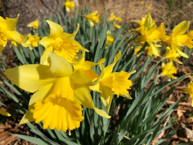 Schöner Schuss von gelben Narzissenblumen im Feld an einem sonnigen Tag