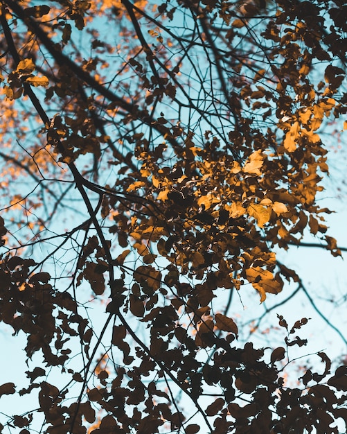 Schöner Schuss von goldenen Blättern auf einem Ast eines Baumes während des Herbstes