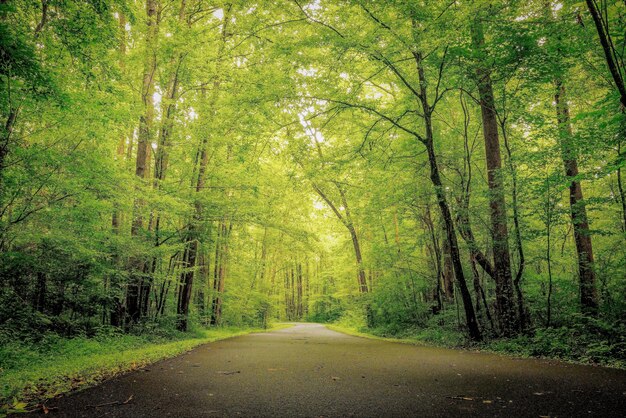 Schöner Schuss von Grün und Wäldern im Wald