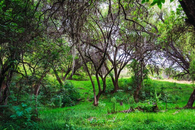 Schöner Schuss von grünem Gras und Bäumen im Wald