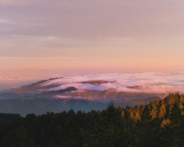 Schöner Schuss von grünen Bäumen und Bergen in den Wolken in der Ferne