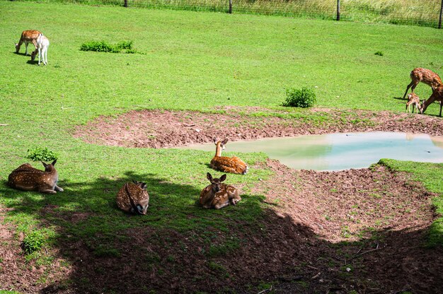 Schöner Schuss von Hirschen auf grünem Gras im Zoo an einem sonnigen Tag