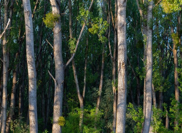 Schöner Schuss von hohen Bäumen mit grünen Blättern im Wald an einem sonnigen Tag