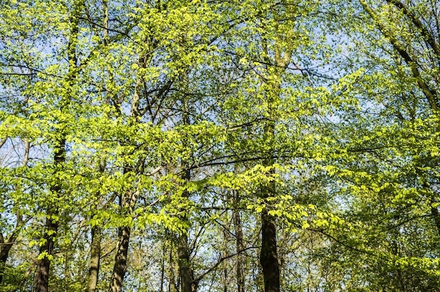 Schöner Schuss von hohen grünen Bäumen in einem Wald