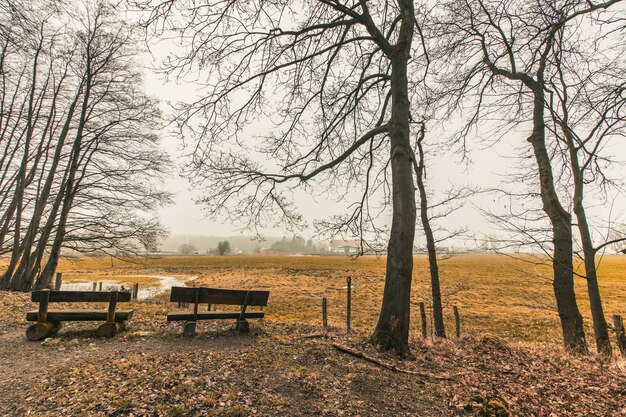 Schöner Schuss von Holzbänken in einem Waldpark