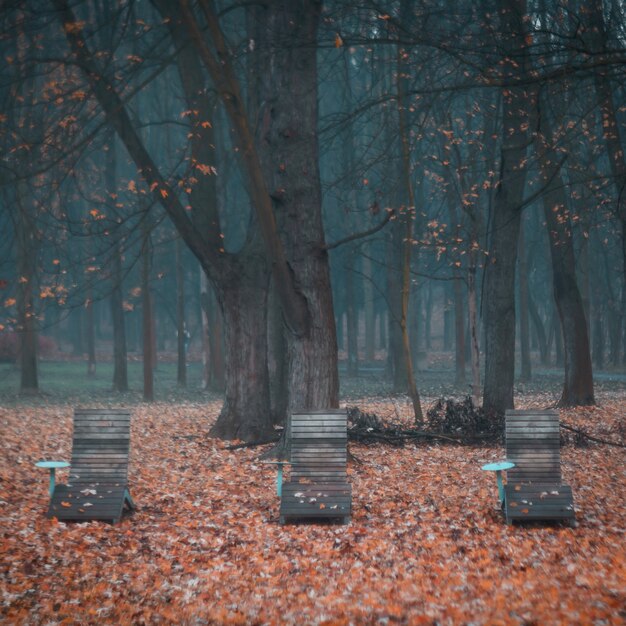 Schöner Schuss von Holzstühlen in einem unheimlichen Wald