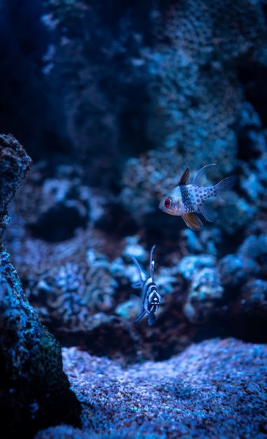 Schöner Schuss von Korallen und kleinen Korallenrifffischen unter dem klaren blauen Ozean