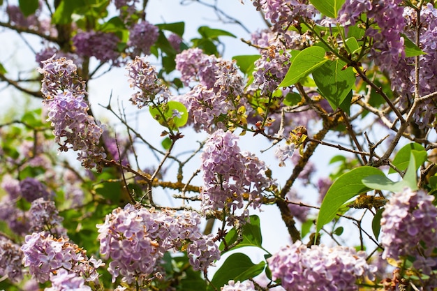 Kostenloses Foto schöner schuss von lila blumen gegen den blauen himmel