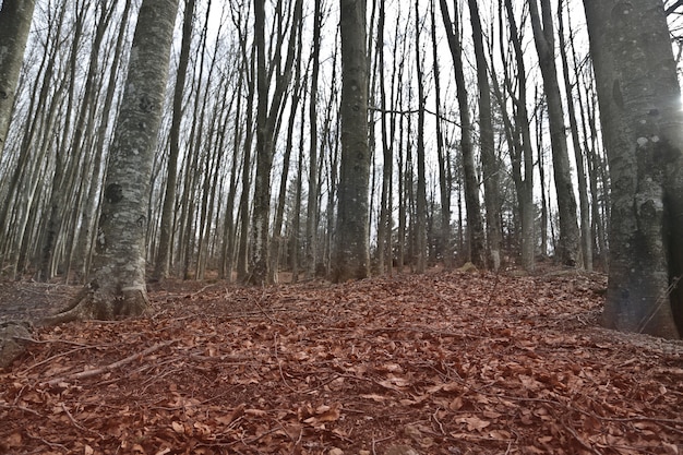 Schöner Schuss von nackten Bäumen in einem Wald mit roten Blättern auf dem Boden