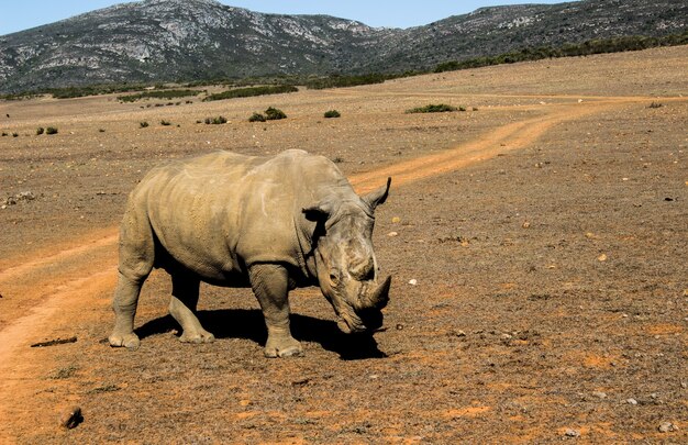 Schöner Schuss von s neugierigem Nashorn in einer Safari