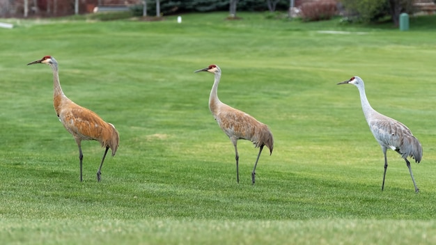 Schöner Schuss von Sandhill-Kranichen im Feld während des Tages