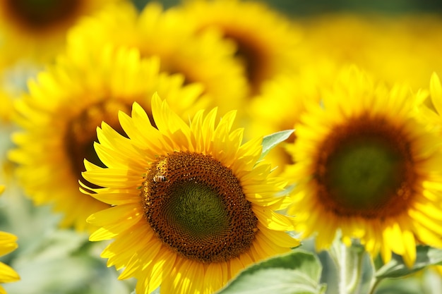 Schöner Schuss von Sonnenblumen im Feld an einem sonnigen Tag