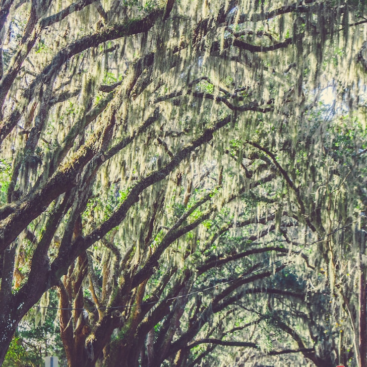 Kostenlose Foto schöner schuss von trauerweidenbäumen in einem park