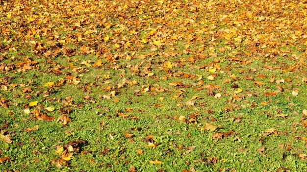 Schöner Schuss von trockenen Blättern auf dem Grasboden